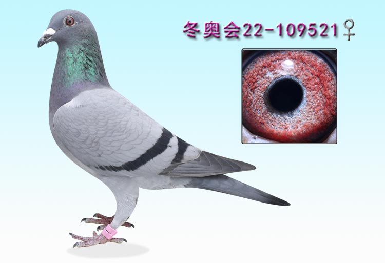 点击看大图并可参与竞拍